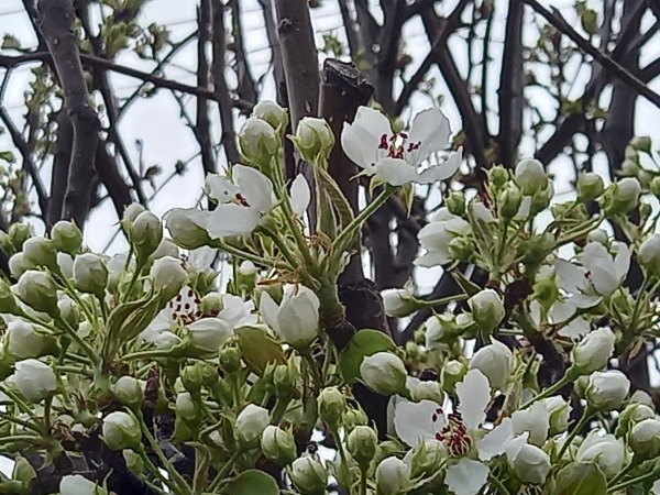 &#128587;雨があがった朝、駐車場の梨の花が咲きはじめています&#127800;配達から会議&#128221;今日も元気でまいりましょう&#128692;‍♀️_f0061067_00083571.jpg