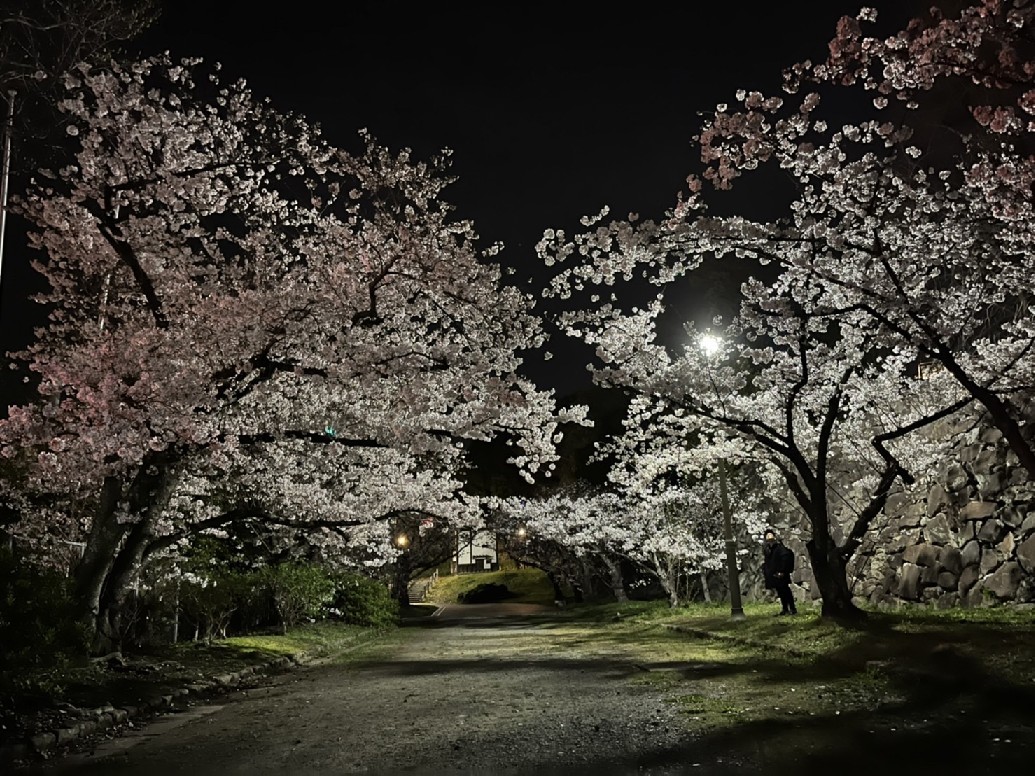 ４年ぶり桜祭り❗_b0005683_16081501.jpg