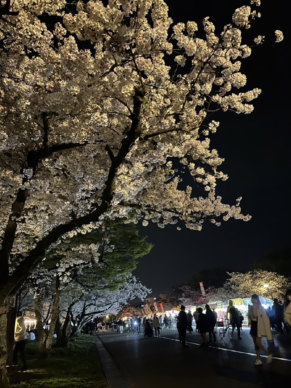 ４年ぶり桜祭り❗_b0005683_16081579.jpg