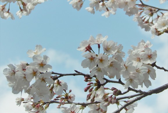 桜花爛漫の候…（season of cherry blossom in full bloom）_c0345705_22394052.jpg
