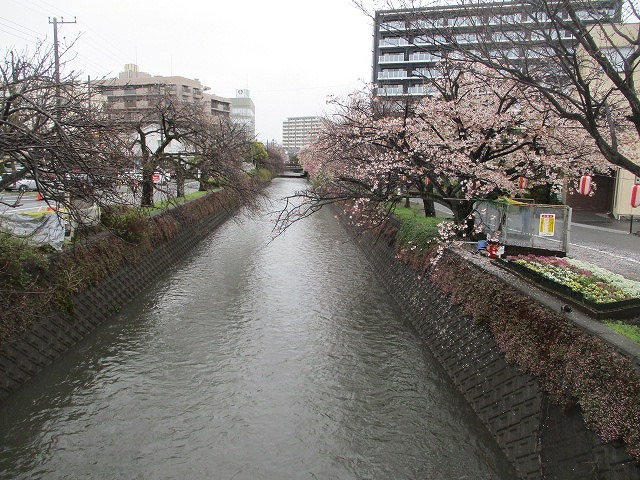 菜種梅雨は残念だったが、市内各地でサクラが満開に！！_f0141310_08141011.jpg