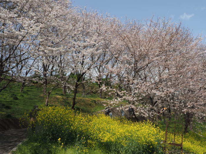 佐木島　塔の峰千本桜のお花見_c0116915_23334230.jpg