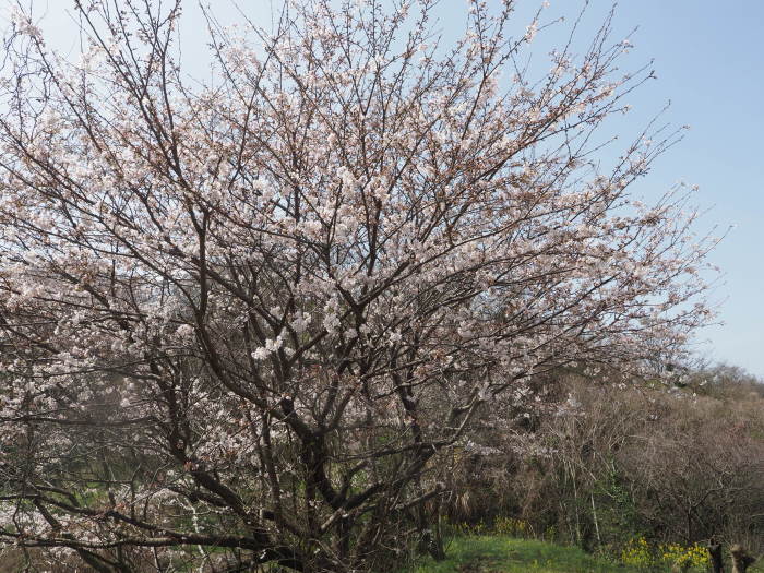 佐木島　塔の峰千本桜のお花見_c0116915_23435202.jpg