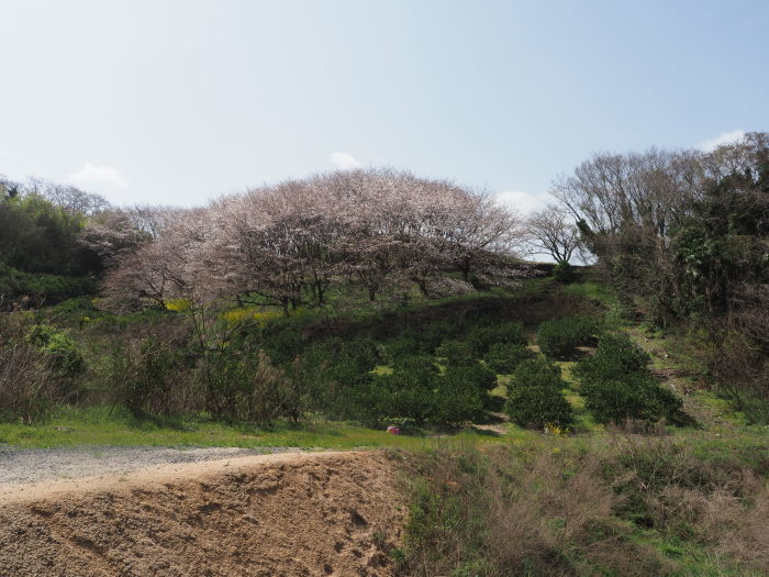 佐木島　塔の峰千本桜のお花見_c0116915_23443070.jpg