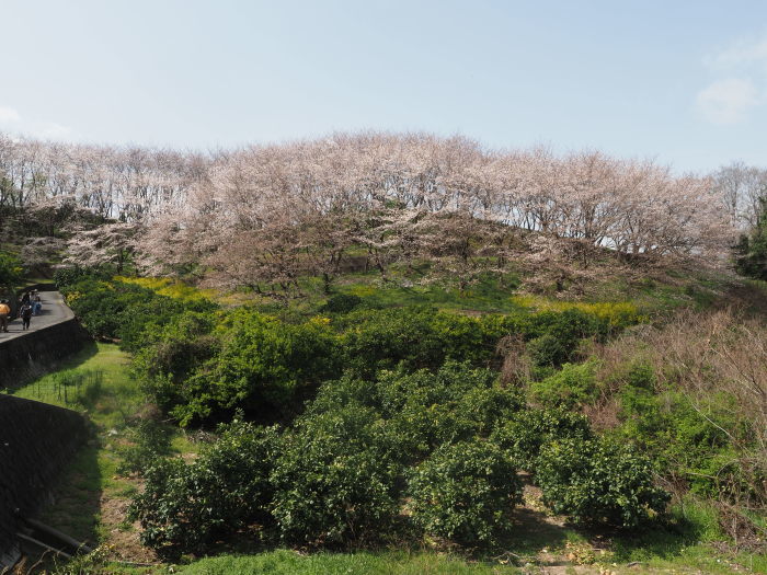 佐木島　塔の峰千本桜のお花見_c0116915_23450012.jpg
