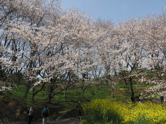佐木島　塔の峰千本桜のお花見_c0116915_23452661.jpg