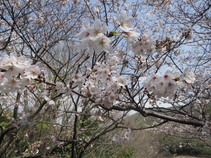佐木島　塔の峰千本桜のお花見_c0116915_23465649.jpg