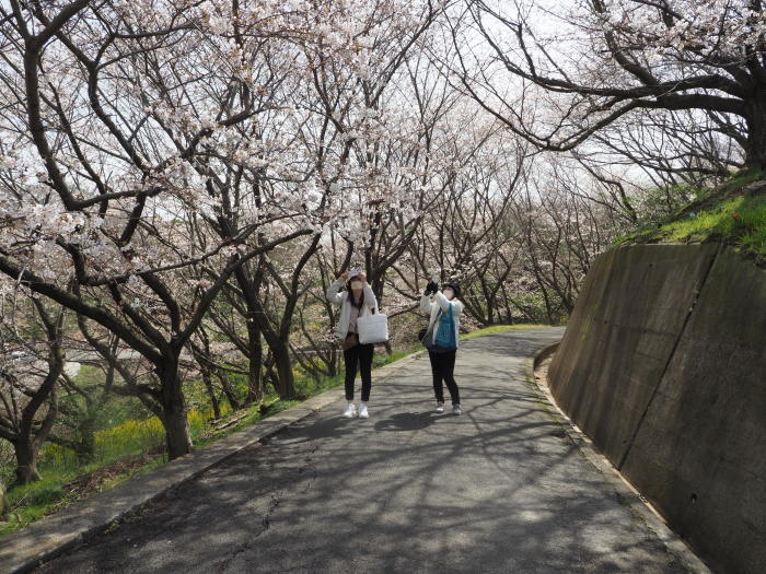 佐木島　塔の峰千本桜のお花見_c0116915_23472087.jpg