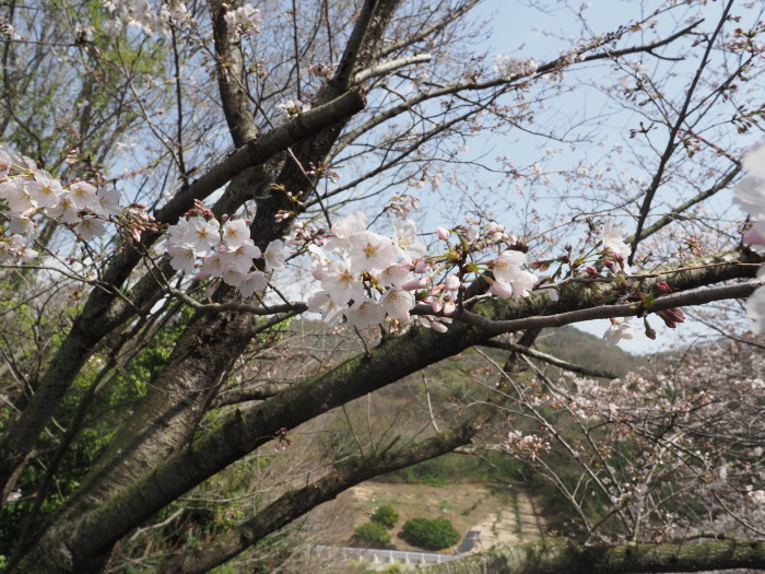 佐木島　塔の峰千本桜のお花見_c0116915_23473886.jpg