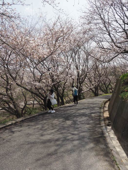 佐木島　塔の峰千本桜のお花見_c0116915_23480103.jpg