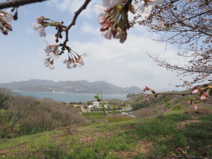 佐木島　塔の峰千本桜のお花見_c0116915_23481658.jpg
