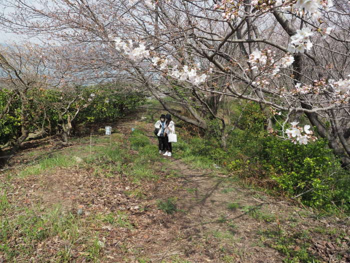 佐木島　塔の峰千本桜のお花見_c0116915_23491251.jpg