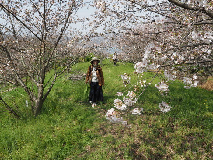 佐木島　塔の峰千本桜のお花見_c0116915_23493057.jpg