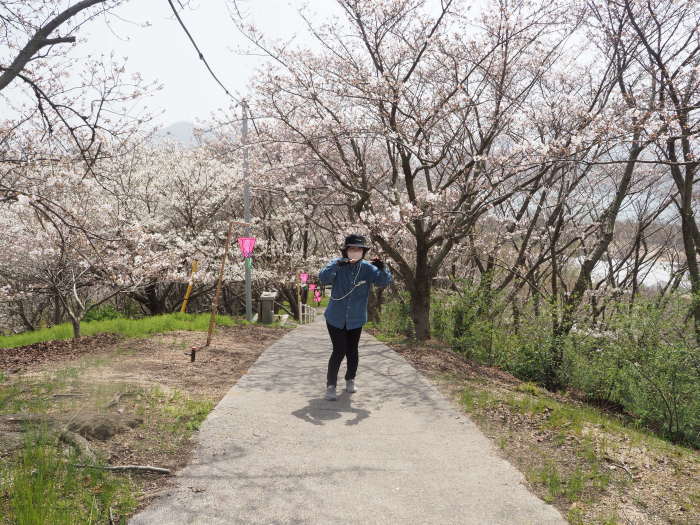 佐木島　塔の峰千本桜のお花見_c0116915_23553196.jpg