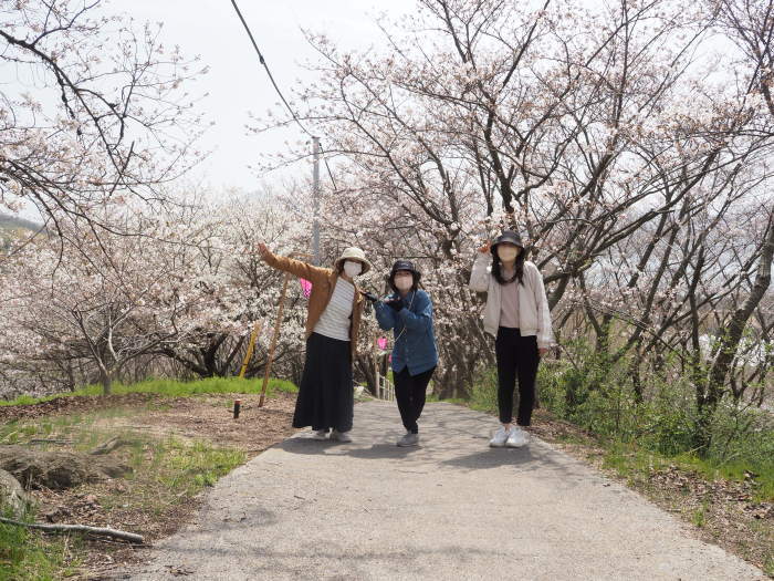 佐木島　塔の峰千本桜のお花見_c0116915_23555797.jpg