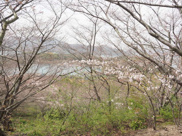 佐木島　塔の峰千本桜のお花見_c0116915_23563088.jpg