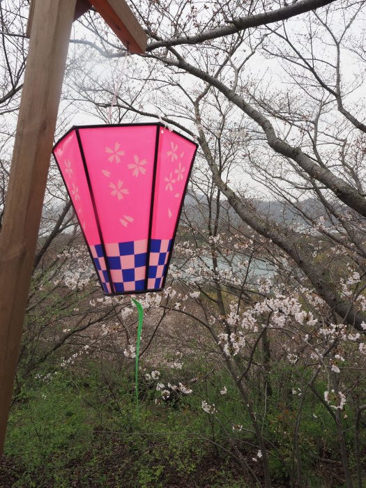 佐木島　塔の峰千本桜のお花見_c0116915_23565878.jpg