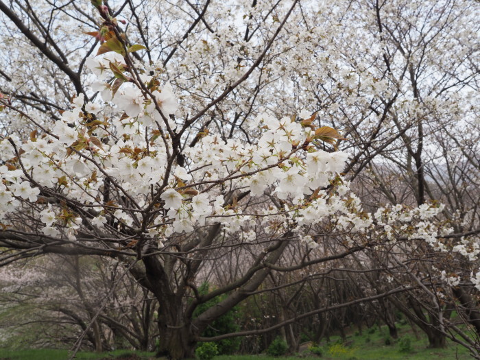 佐木島　塔の峰千本桜のお花見_c0116915_23571278.jpg