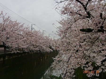 花見散歩から毎月恒例の七友会_b0122645_01352373.jpg