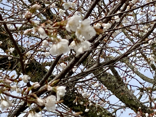 吉野の桜は　いまから_c0363753_16330427.jpg