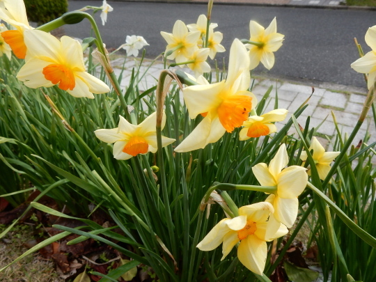 ’２３，３，２７（月）我が家の春の花と笑点の一之輔が面白い！_f0060461_09594219.jpg