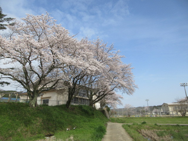 桜の日_c0223463_12442194.jpg