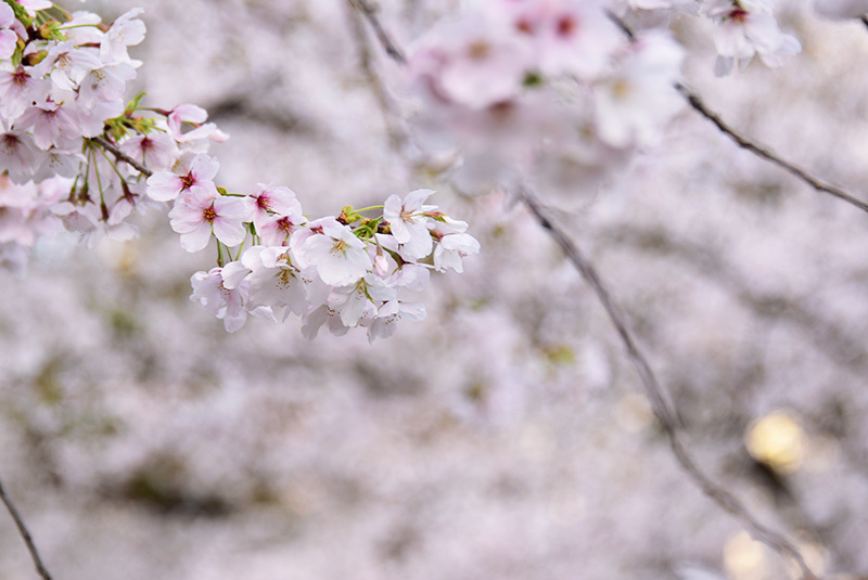 花の道　桜-2_b0421069_17340849.jpg