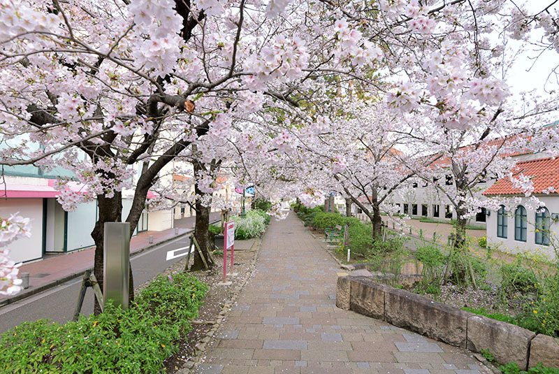 花の道　桜-2_b0421069_17351172.jpg