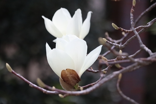 ダイソーの栽培セット「あわ雪かぶ」を収穫 * 庭の花木_a0334171_20373228.jpg