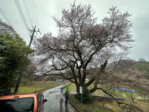 桜🌸、満開　神代桜、真原、関、清春はまだ。_d0338282_06592808.jpg