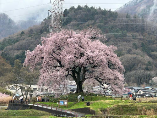 桜🌸、満開　神代桜、真原、関、清春はまだ。_d0338282_06592940.jpg