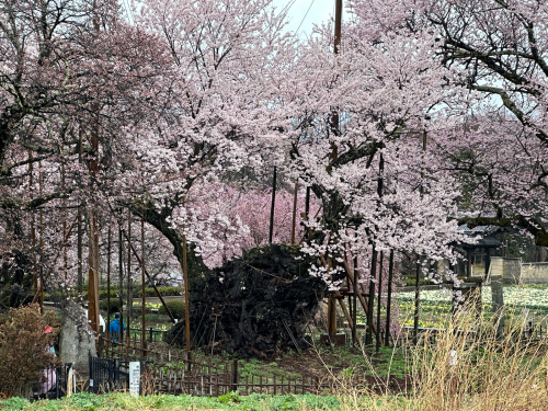 桜🌸、満開　神代桜、真原、関、清春はまだ。_d0338282_06593161.jpg