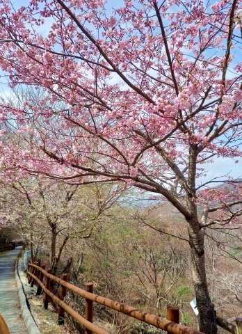 ◆妙見山の桜_e0154682_23345779.jpg