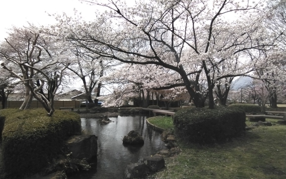 天気回復　テント乾燥　桜満開_c0212083_17165397.jpg
