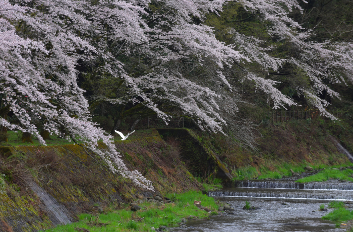 満開の桜とダイサギ_f0173596_23452672.jpg