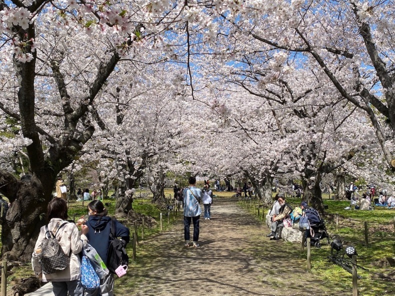 舞鶴公園は桜が満開_e0401509_21455794.jpg