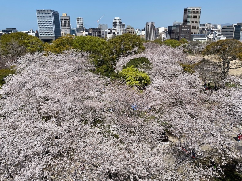 舞鶴公園は桜が満開_e0401509_21502435.jpg