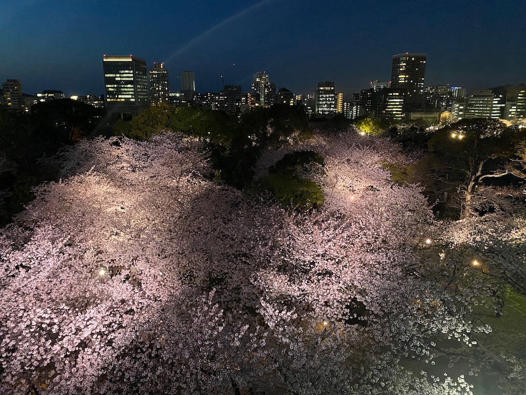 舞鶴公園は桜が満開_e0401509_21531277.jpg