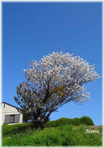 桜と白いお月様_d0387712_21503712.jpg