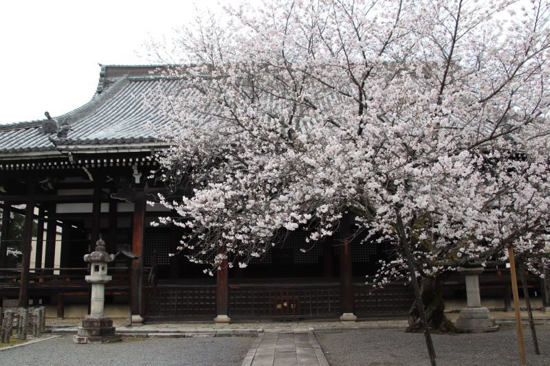 本法寺　桜が盛りです_e0048413_22533792.jpg