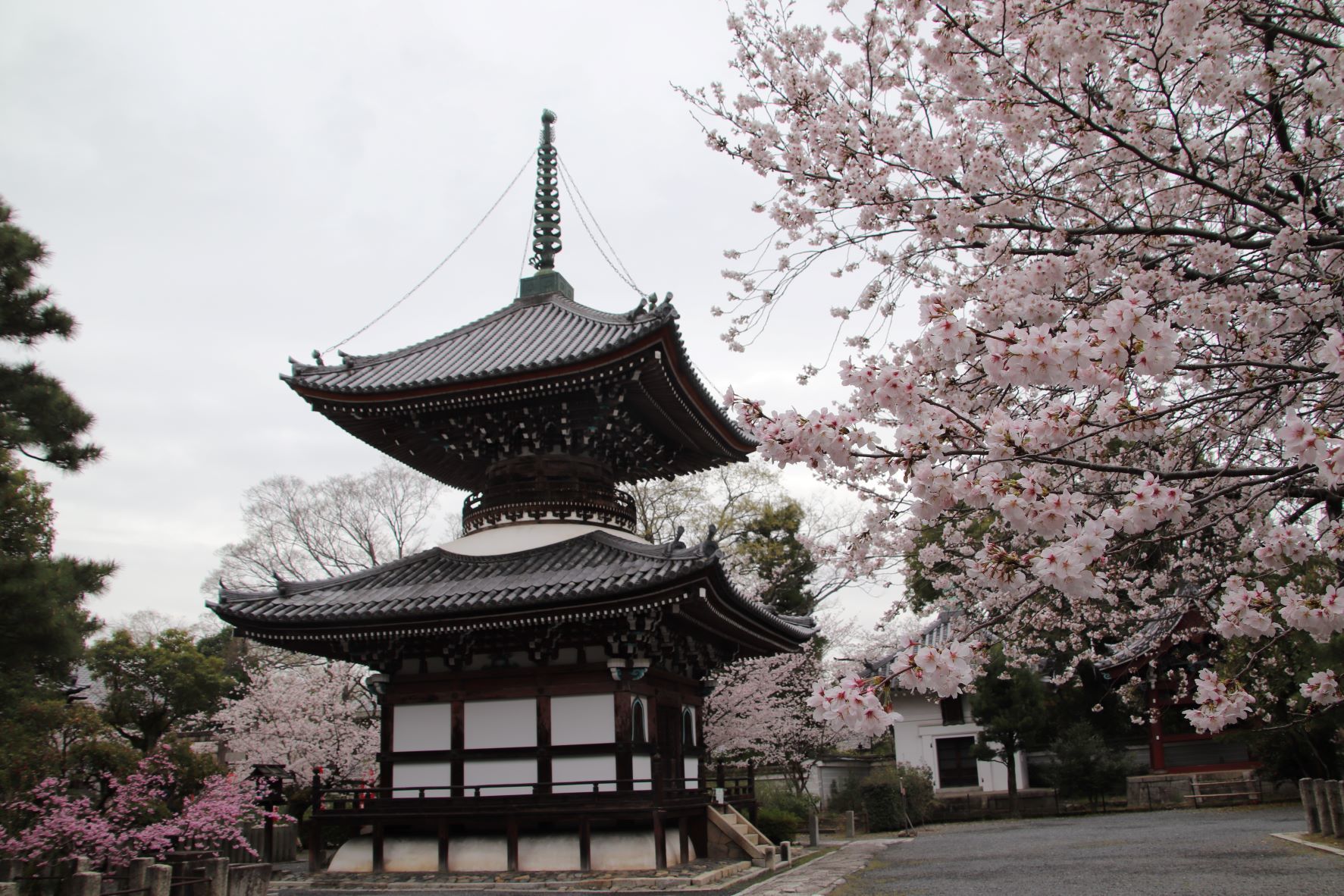 本法寺　桜が盛りです_e0048413_22534444.jpg