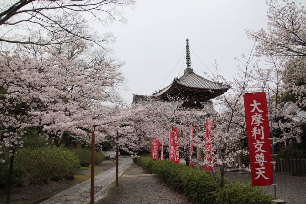 本法寺　桜が盛りです_e0048413_22534713.jpg