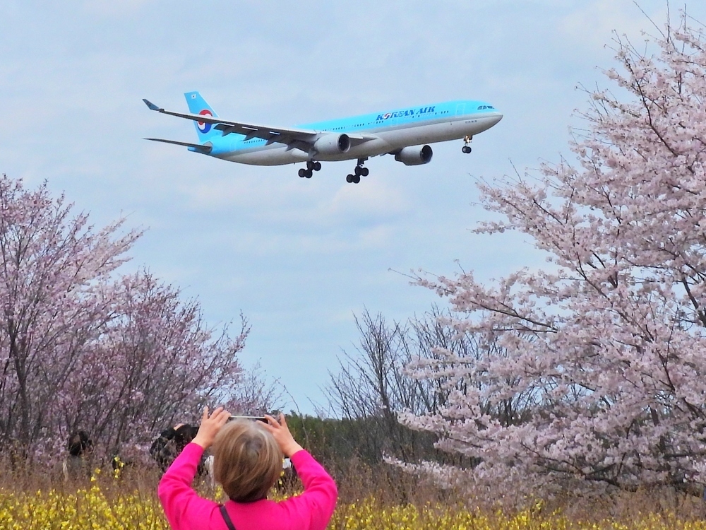 成田「さくらの山公園」で満開の桜と航空機のコラボレーションは素晴らしい絶景だったぜ♪_a0031821_16051068.jpg