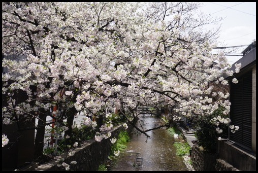 京都の桜「木屋町通り」_d0024438_15224660.jpg