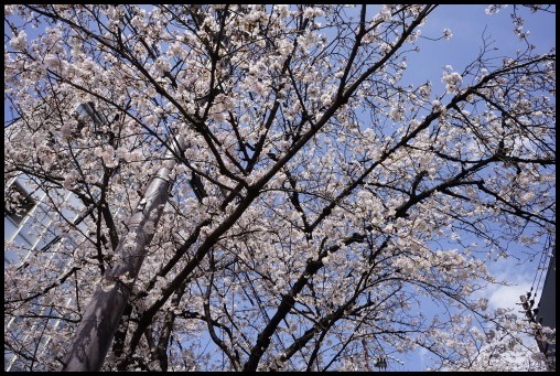 京都の桜「木屋町通り」_d0024438_15231383.jpg