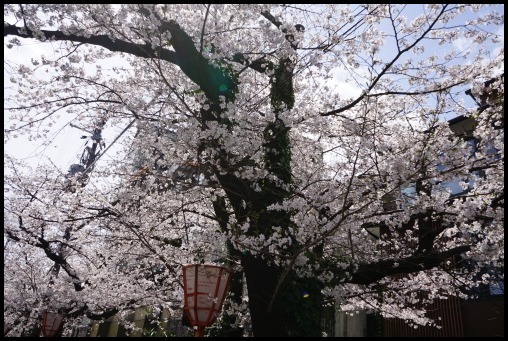 京都の桜「木屋町通り」_d0024438_15233274.jpg