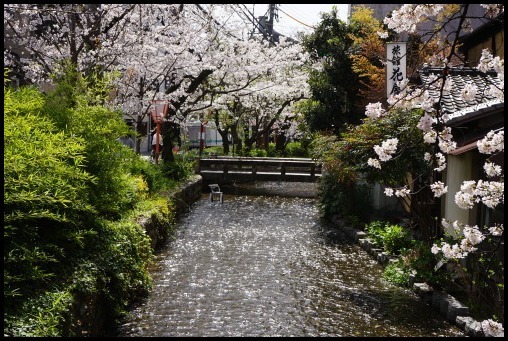 京都の桜「木屋町通り」_d0024438_15243153.jpg