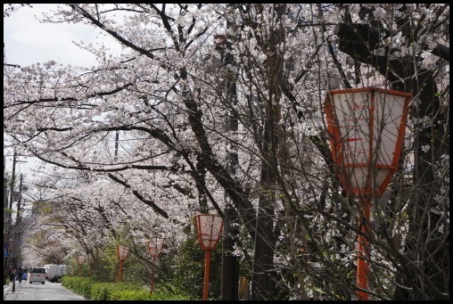 京都の桜「木屋町通り」_d0024438_15255265.jpg