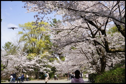 京都の桜「円山公園」_d0024438_20075605.jpg