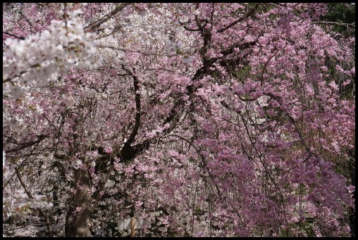 京都の桜「円山公園」_d0024438_20084866.jpg